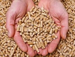 Dłonie trzymające garść pelletu na tle rozsypanego pelletu, widoczne nieregularne kształty i jasnobrązowa barwa.