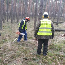 operator pilarki do ścinki drzew 