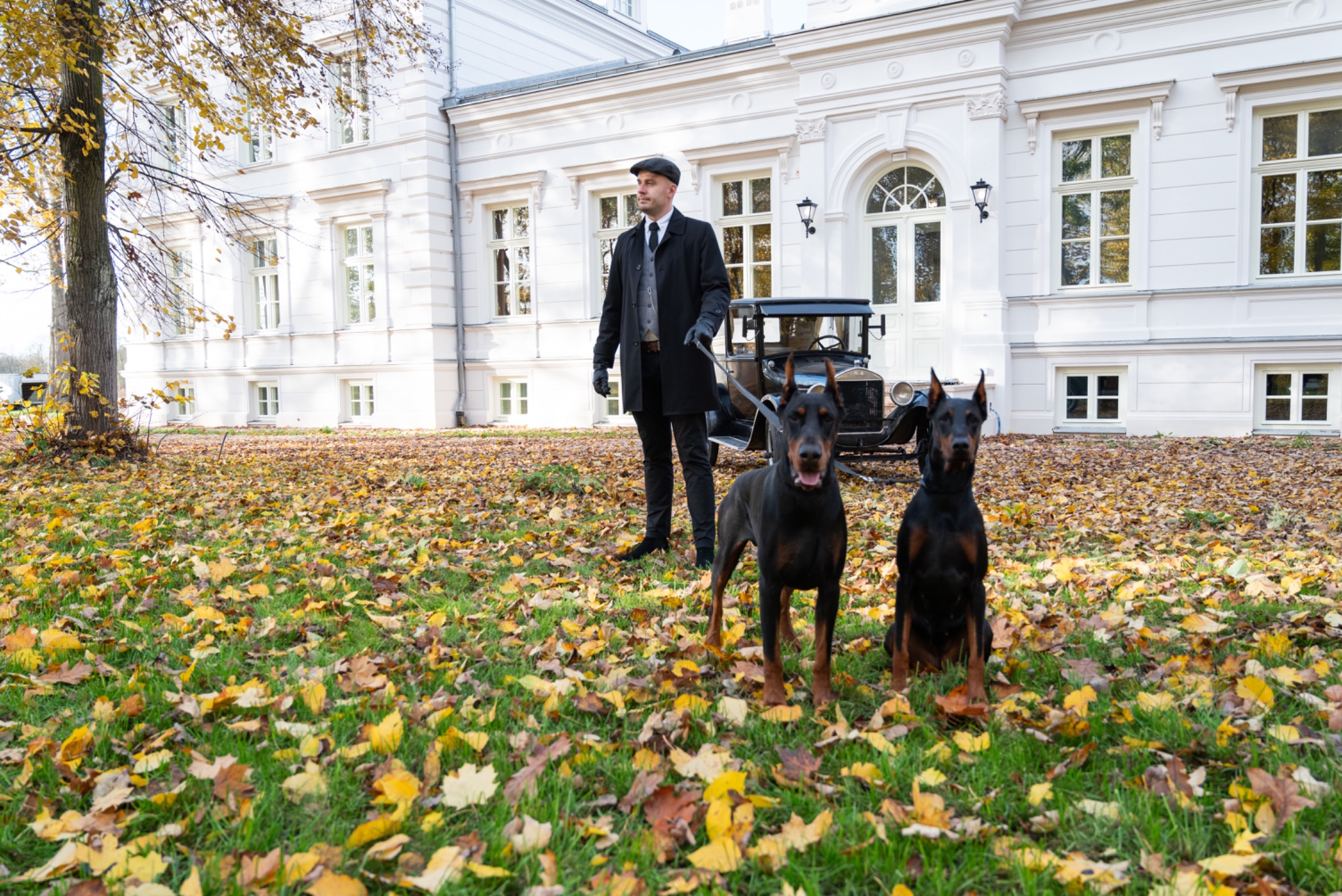 Mężczyzna w stroju retro z dwoma dobermanami na tle białego pałacu i zabytkowego samochodu, jesienne liście na trawniku.