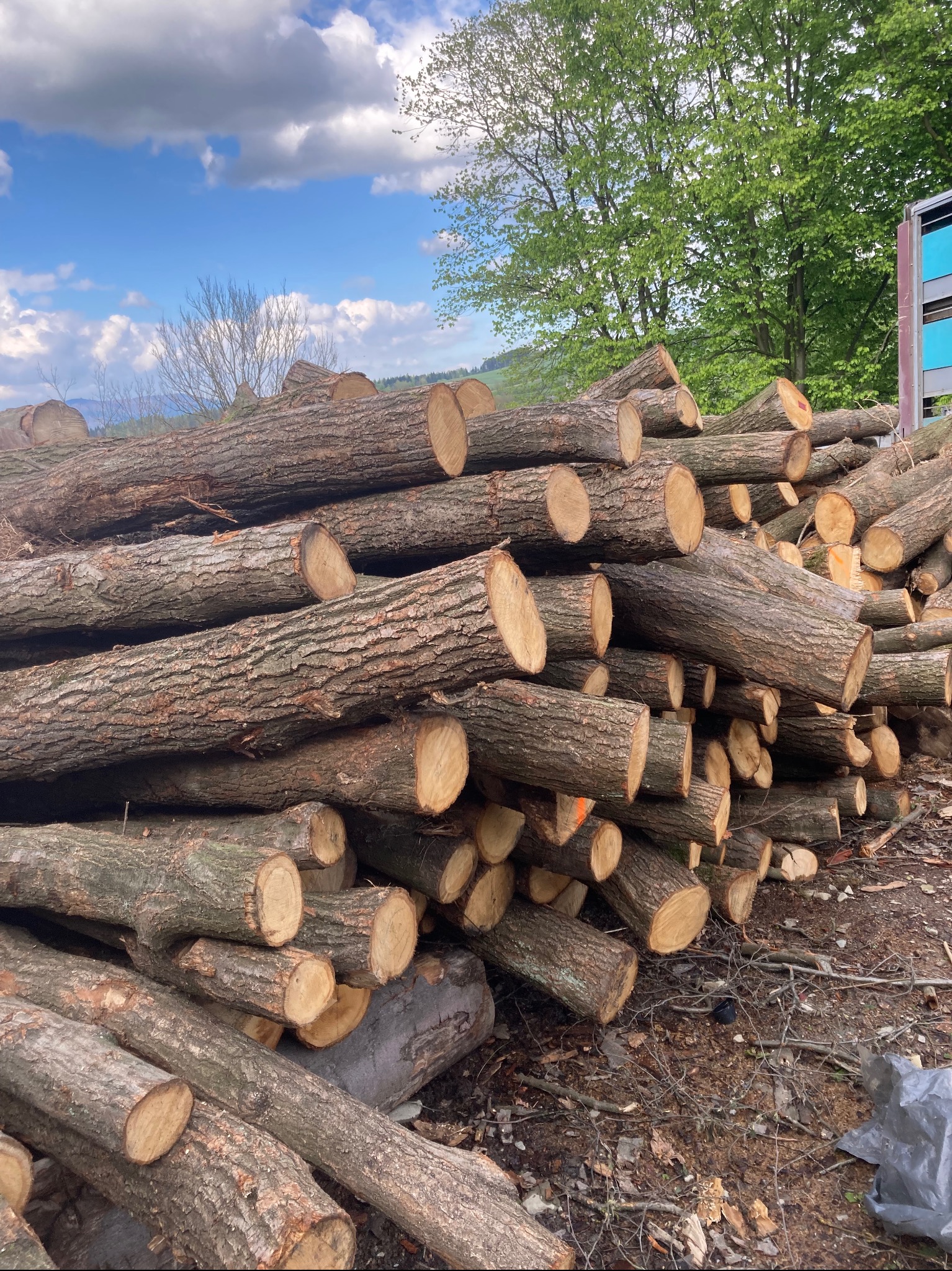 Stos pociętych kłód drewna o wyraźnej korze, z pomarańczowymi oznaczeniami na niektórych końcach, ułożony na ziemi z widocznymi gałęziami i folią, na tle zielonych drzew i błękitnego nieba z chmurami.