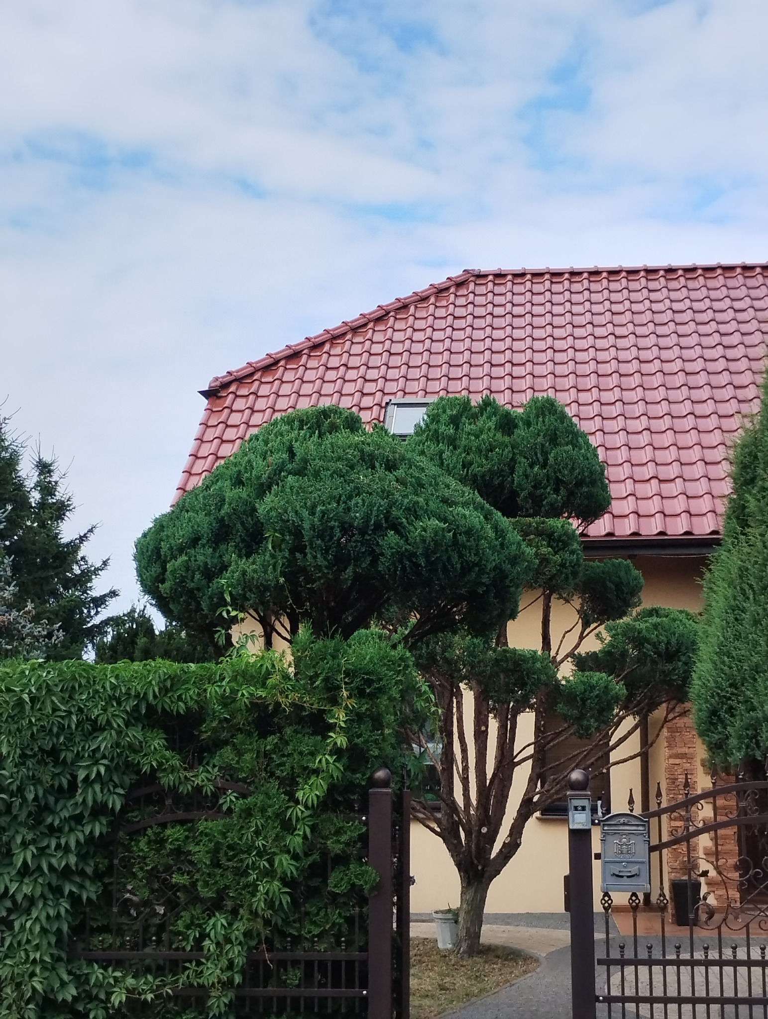 Formowane drzewo iglaste przed domem z czerwoną dachówką, widoczne zza ozdobnego, metalowego ogrodzenia i żywopłotu.