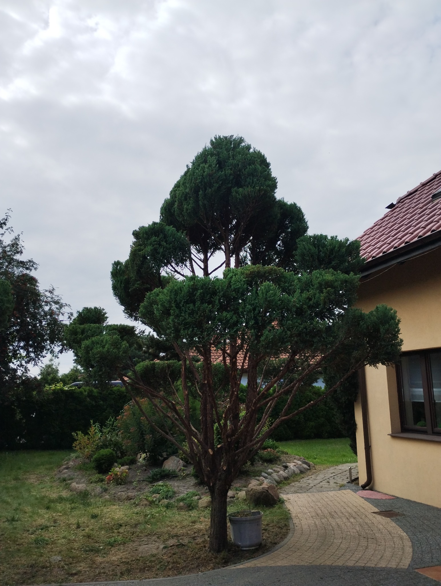 Starannie przycięte drzewo iglaste w ogrodzie przydomowym, widoczne ślady po cięciu gałęzi, obok ścieżka z kostki brukowej i fragment budynku.