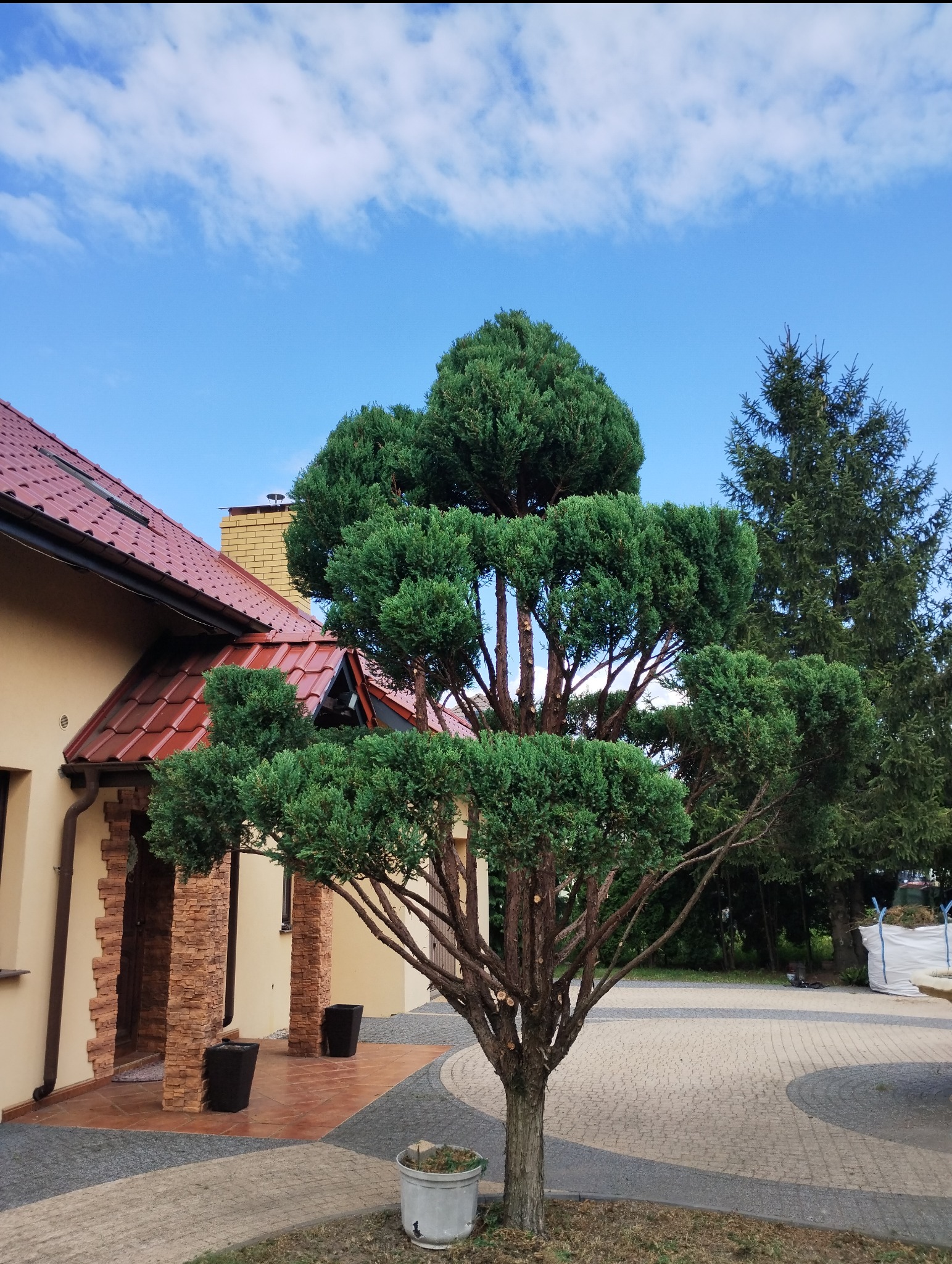 Starannie przycięty, wielopoziomowy krzew iglasty w donicy, na tle domu z czerwoną dachówką i brukowanego podjazdu w słoneczny dzień.