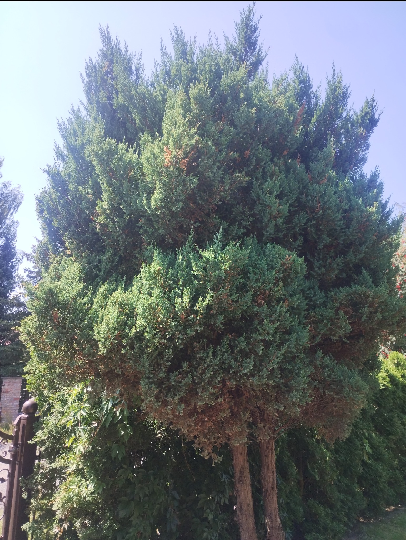 Gęsty, zielony cyprys o kulistym kształcie, z dwoma pniami, rosnący w ogrodzie przy metalowym ogrodzeniu.