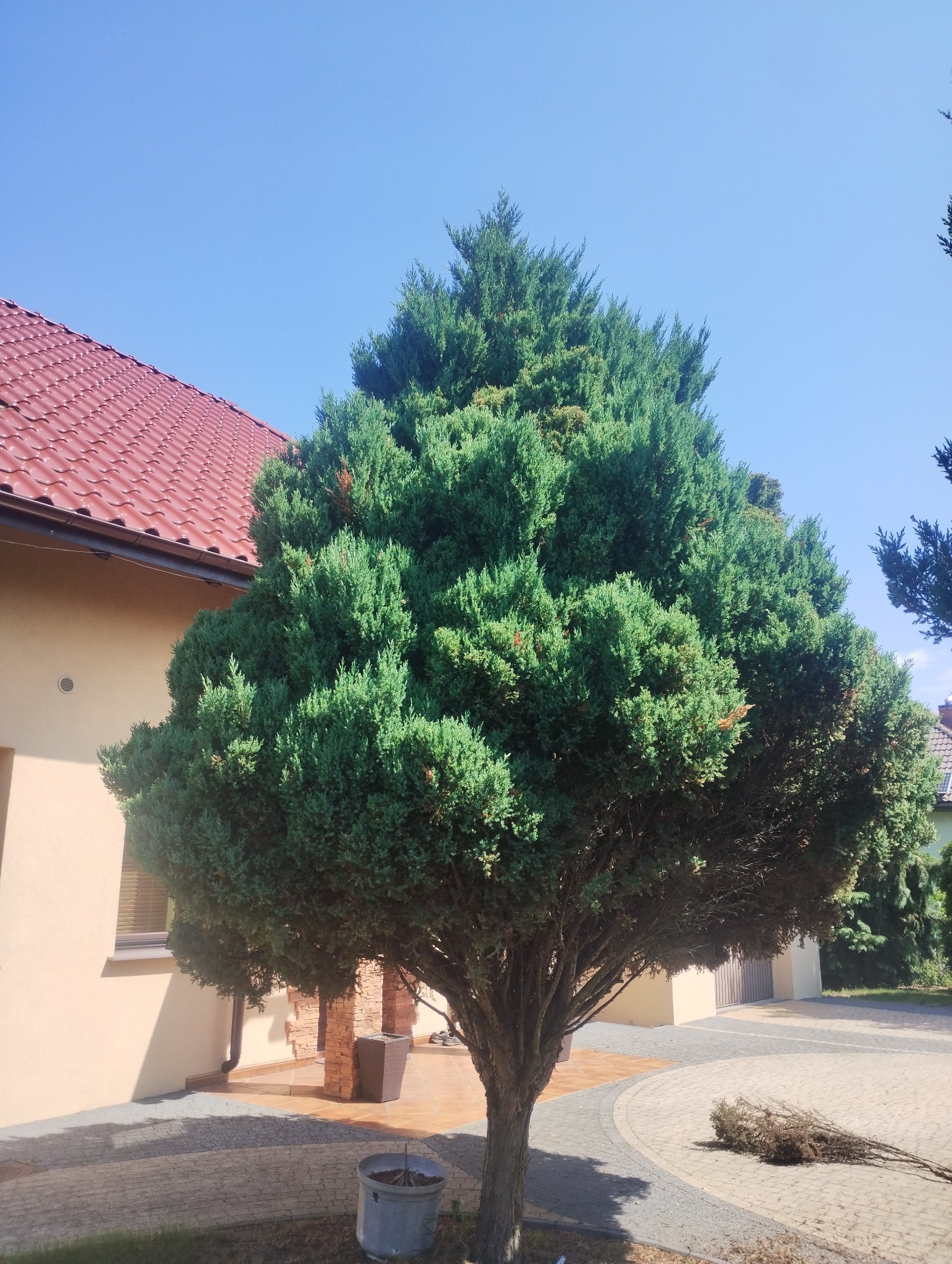 Regularnie przycinany, gęsty, stożkowy krzew iglasty na tle domu z czerwoną dachówką w Szczecinie, z widocznymi obciętymi gałęziami na brukowanym podjeździe.