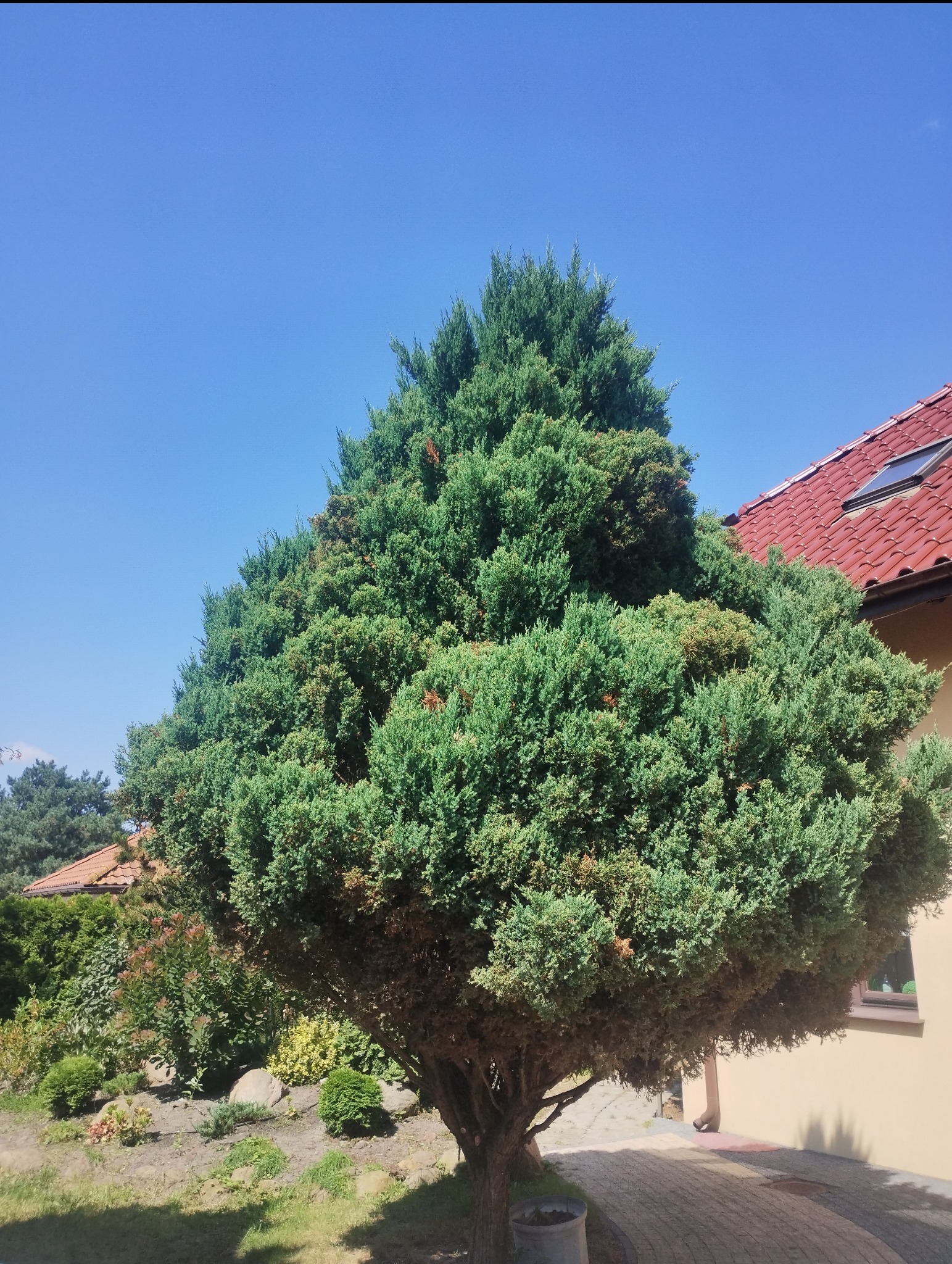 Duży, gęsty krzew iglasty o regularnym, kulistym kształcie, rosnący przy ścieżce w ogrodzie, z widoczną częścią domu z czerwoną dachówką w tle i błękitnym niebem.