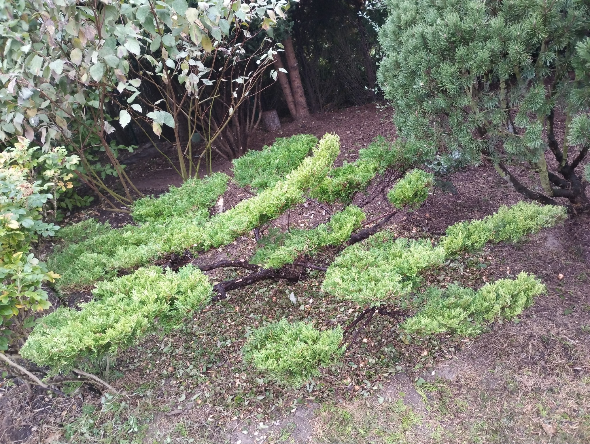 Nisko przycięte krzewy iglaste, formowane w poziome pasy na ziemi pokrytej opadłymi liśćmi, w tle drzewa liściaste i iglaste.