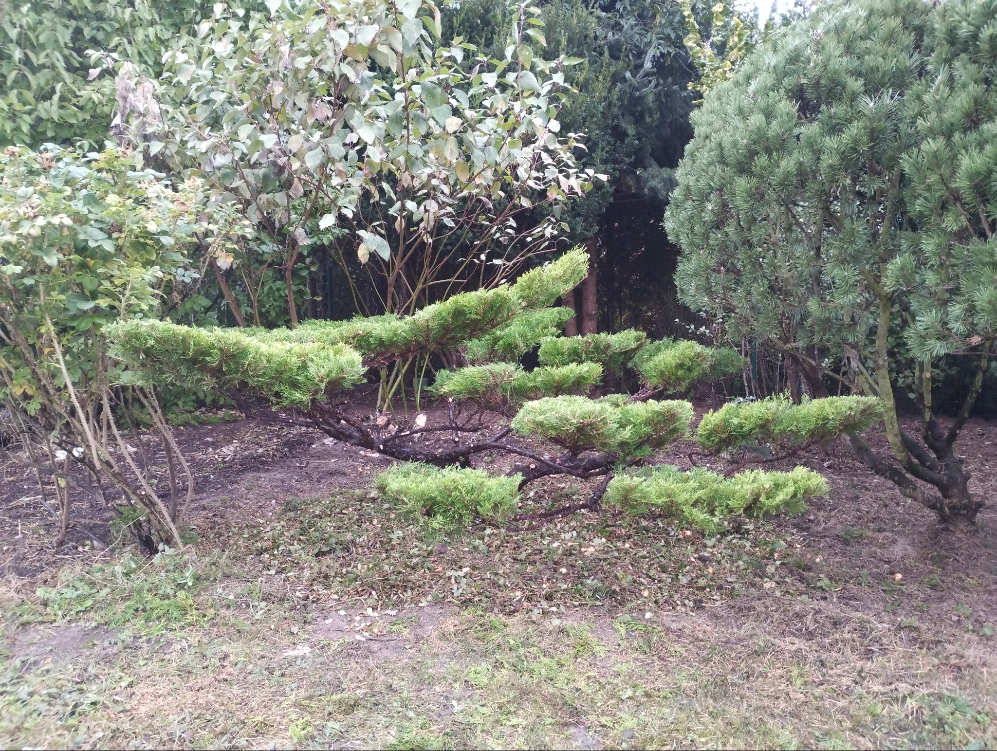 Formowane krzewy iglaste w ogrodzie, z widocznymi przyciętymi gałęziami i ściółką na ziemi.