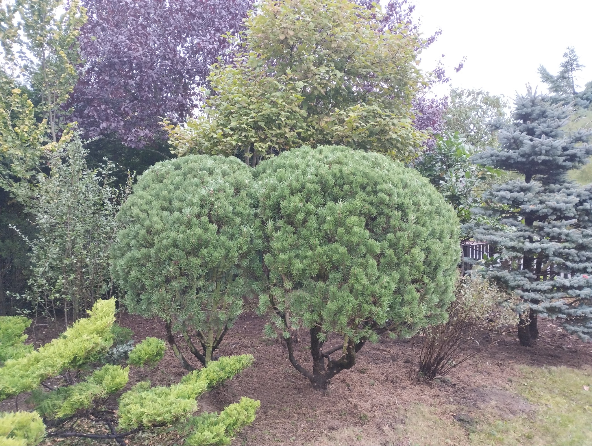Dwa kuliste drzewa iglaste, przycięte w regularne formy, otoczone innymi drzewami o różnorodnej kolorystyce liści.