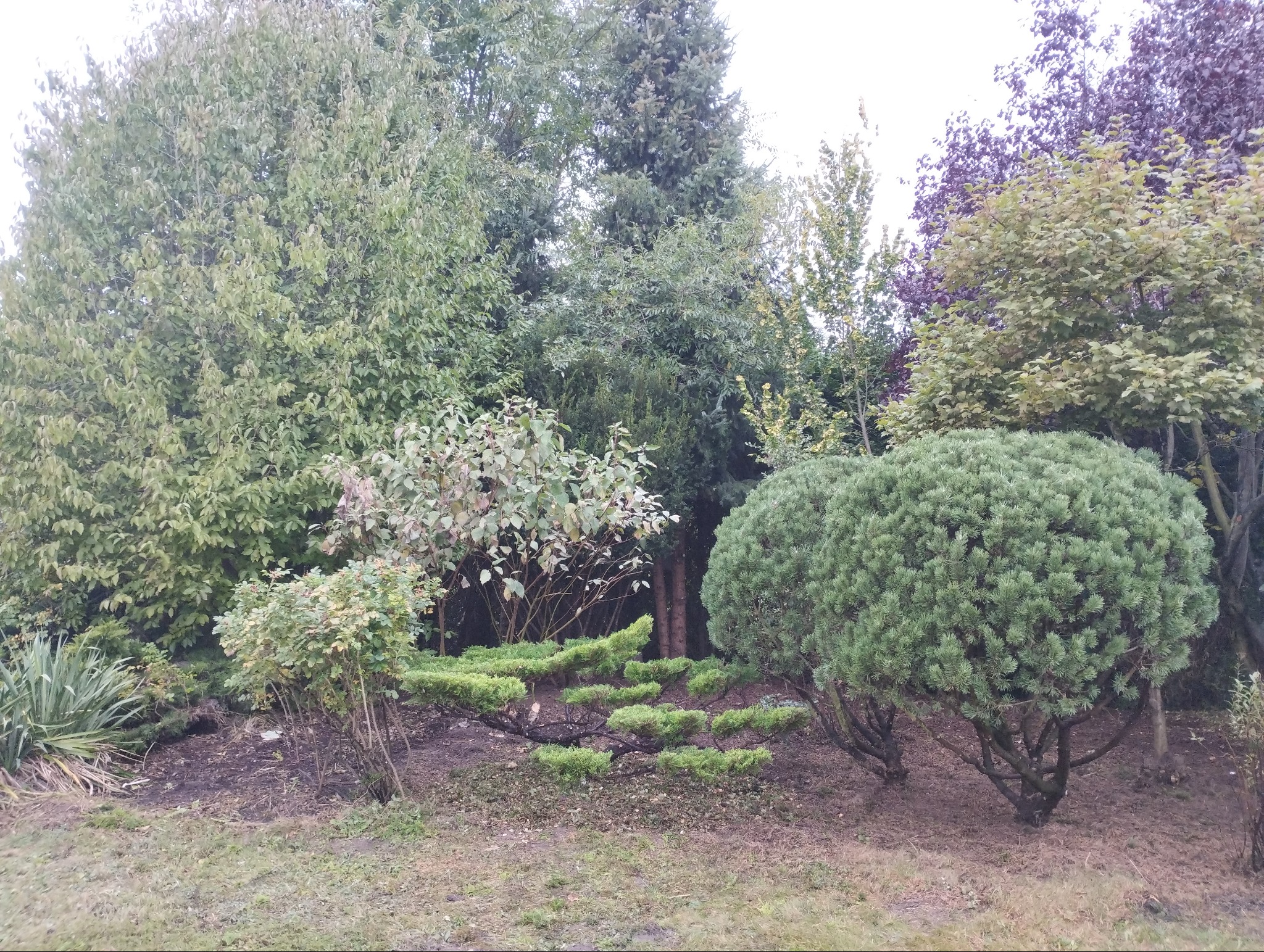 Formowane krzewy iglaste i liściaste w ogrodzie, z widocznymi elementami cięcia i kształtowania roślin.