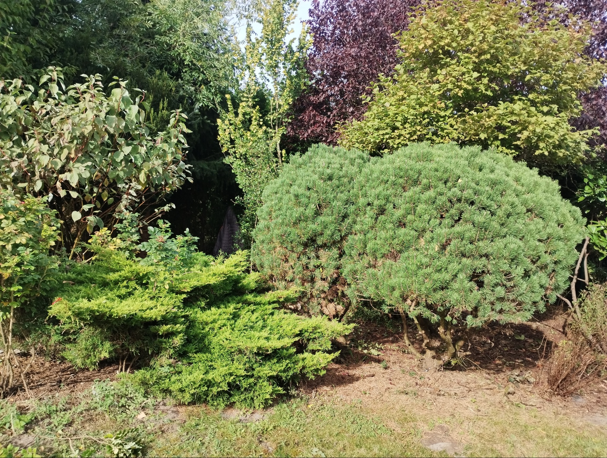 Zadbany ogród z różnorodnymi krzewami iglastymi i liściastymi, w tym kulista sosna górska, z widocznymi brązowymi igłami u podstawy i jałowcem płożącym, na tle drzew o różnych odcieniach zieleni...
