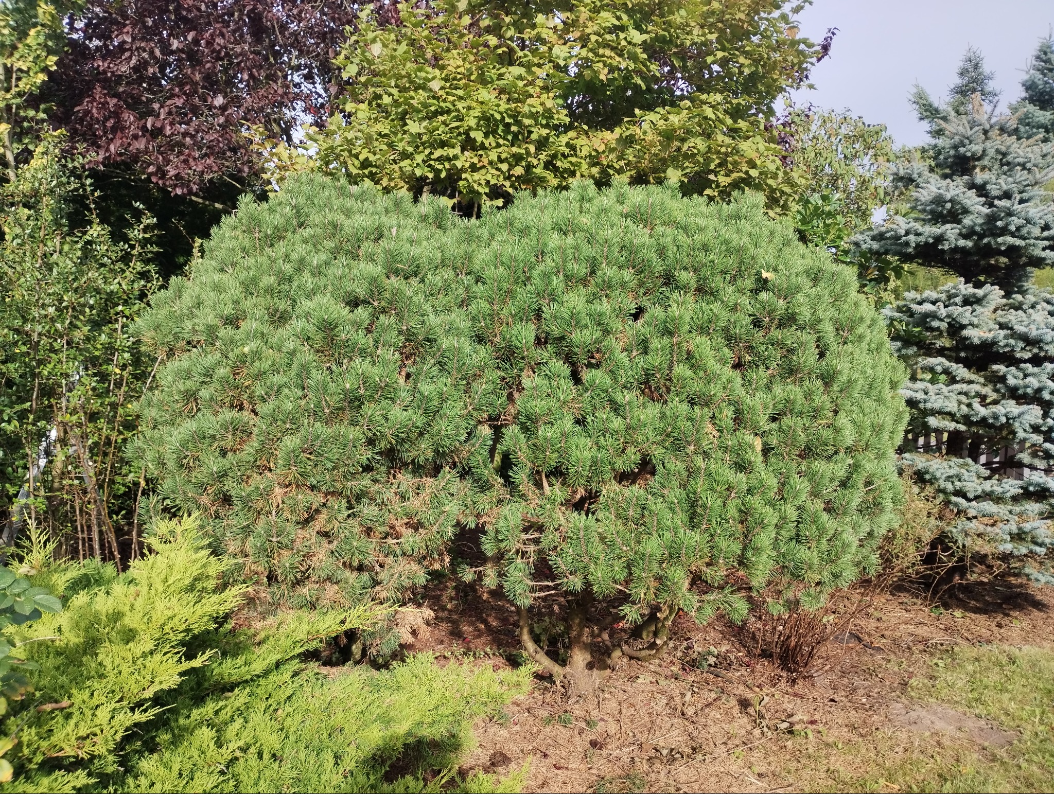 Formowana sosna kulista w ogrodzie, otoczona innymi drzewami i krzewami, widoczne brązowe podłoże.