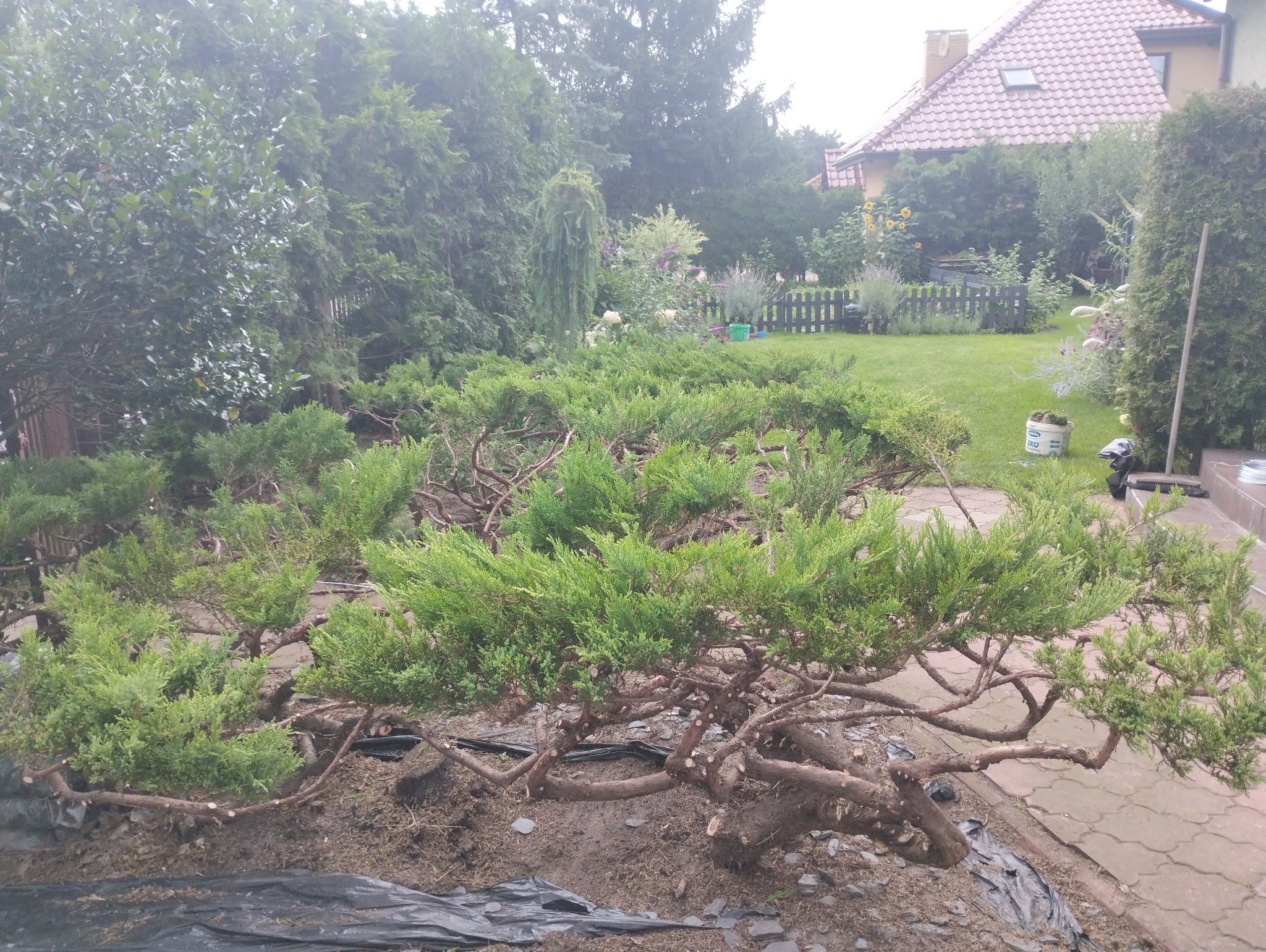 Formowane krzewy iglaste po przycięciu, z widocznymi obciętymi gałęziami, na tle zadbanego ogrodu z trawnikiem i domem w tle, przykryte folią.