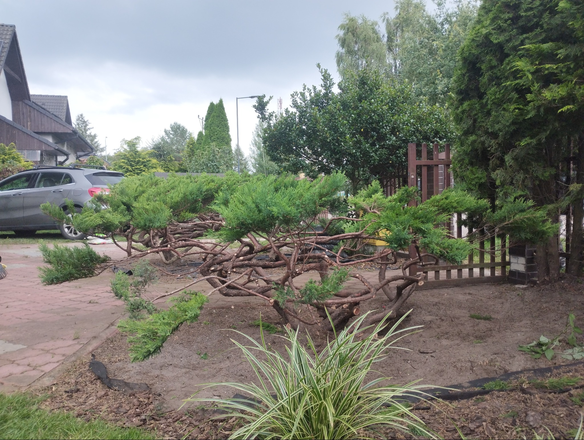 Formowane krzewy iglaste po przycięciu, z widocznymi śladami cięcia na gałęziach, na tle domu i ogrodzenia.