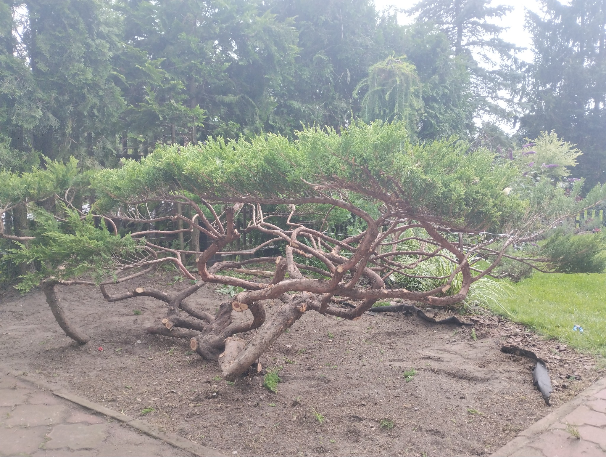 Formowany jałowiec po częściowym przycięciu gałęzi, widoczne świeże cięcia, w tle zieleń ogrodu i drzewa.