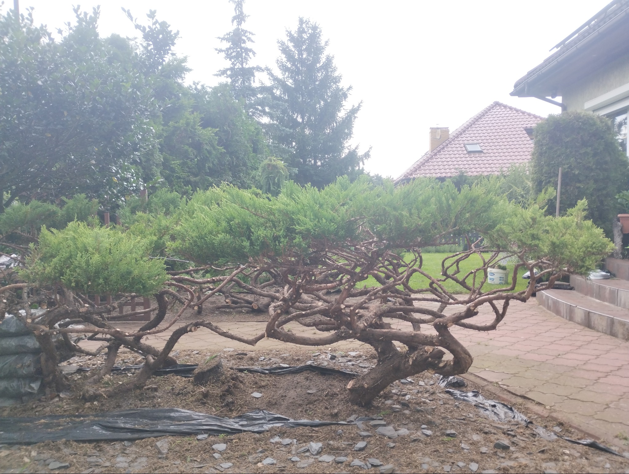 Formowane drzewa iglaste po częściowym przycięciu gałęzi, widoczne ślady cięcia, podłoże zabezpieczone czarną folią, w tle dom z czerwoną dachówką oraz inne drzewa.