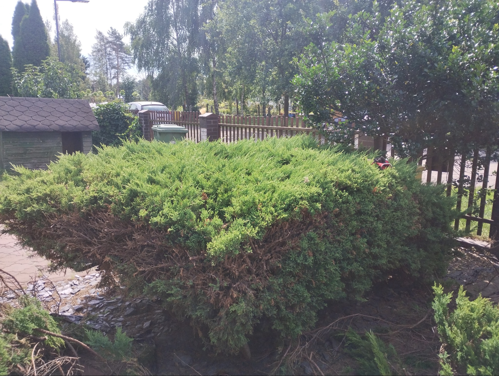 Niski, gęsty krzew iglasty z widocznymi uschniętymi gałązkami u dołu, na tle drewnianego płotu, zielonego pojemnika na śmieci i fragmentu domku narzędziowego.