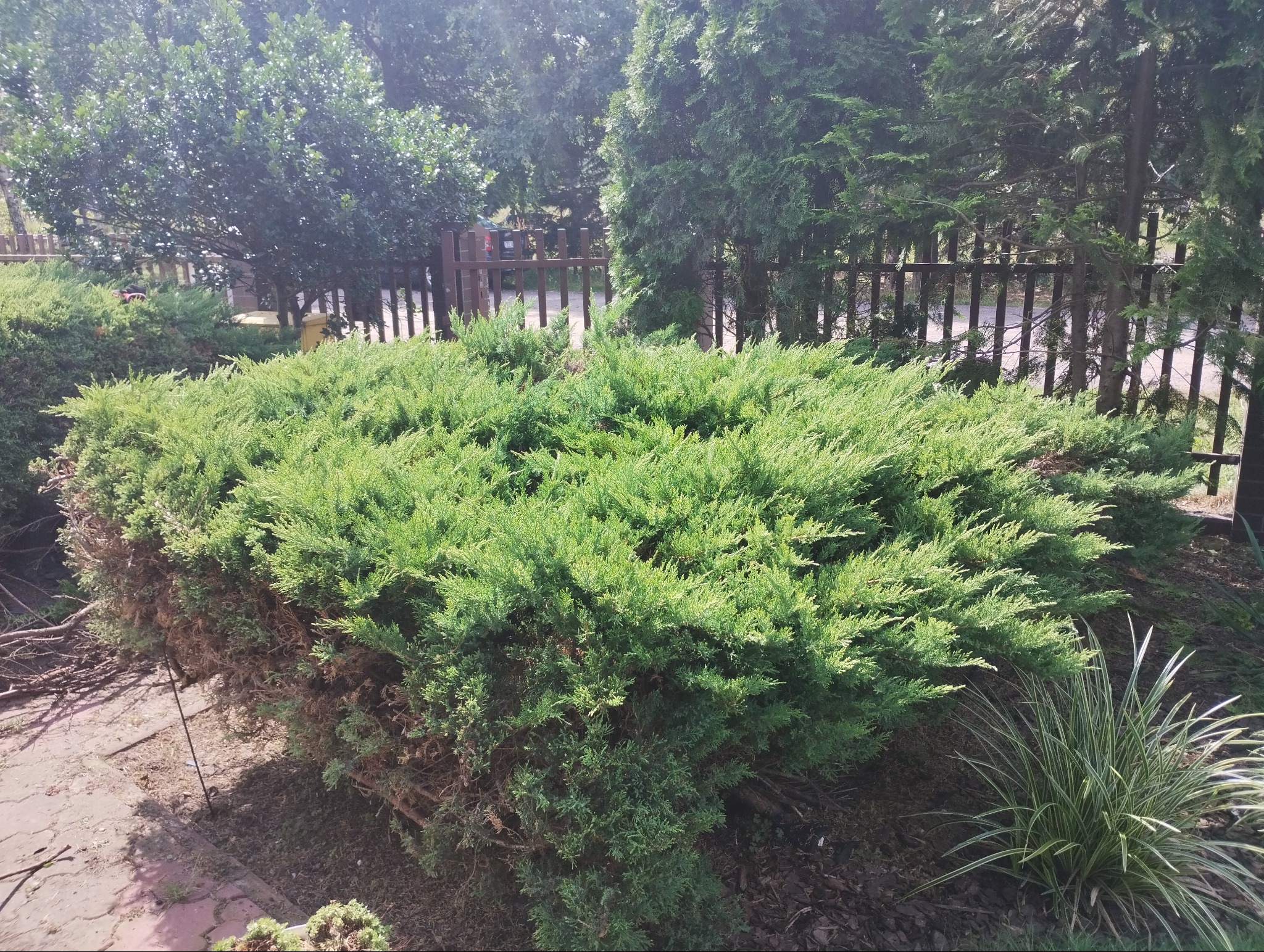 Krzew iglasty, częściowo przycięty, z widocznymi suchymi gałęziami u dołu, rosnący wzdłuż brązowego, drewnianego płotu, z tujami i innymi drzewami w tle.
