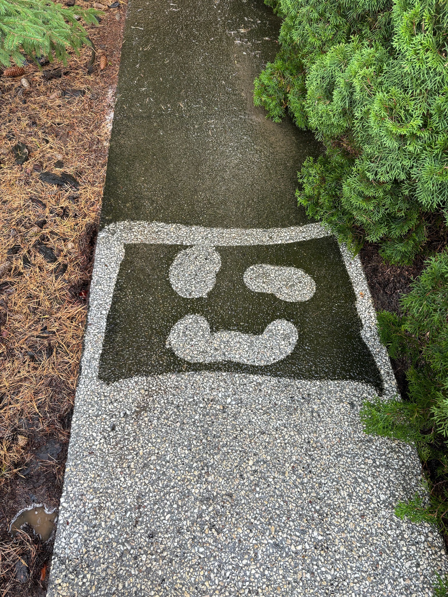 Wzór na kostce brukowej przypominający uśmiechniętą buźkę, częściowo mokry od wody, otoczony iglakami i ściółką z igliwia.