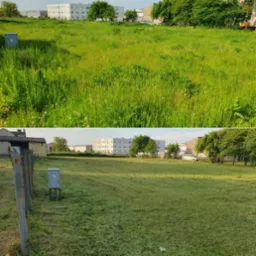 Porównanie stanu trawnika przed i po koszeniu. Górna część zdjęcia przedstawia wysoką, zaniedbaną trawę, a dolna część pokazuje krótko przystrzyżony trawnik z widocznymi resztkami skoszonej trawy.