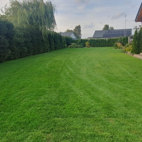 Zadbany trawnik z regularnie przystrzyżoną trawą, otoczony żywopłotem i drzewami. Widoczne ślady po kosiarce. Dom z panelami słonecznymi w tle.