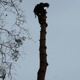 AFIS RAFAŁ ZAREMBA - Doskonałej Jakości Wycinka Drzew Wołomin