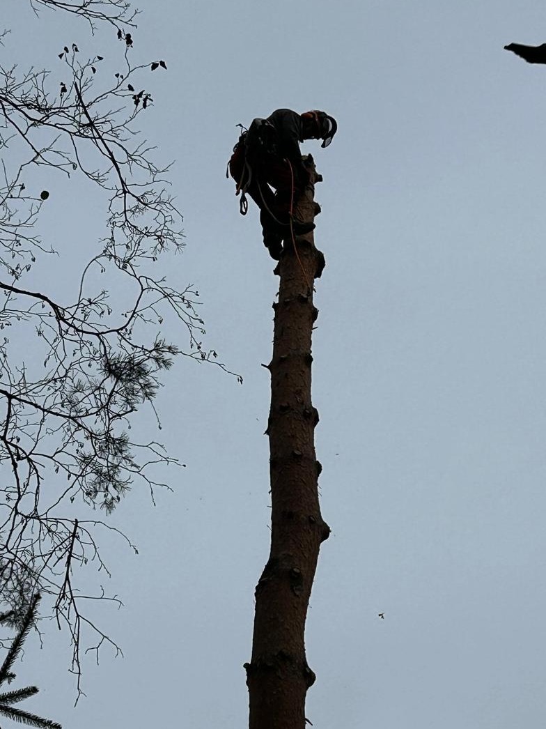 Arborysta w uprzęży na szczycie obciętego pnia drzewa, widok z dołu na tle pochmurnego nieba i gałęzi drzew bez liści.