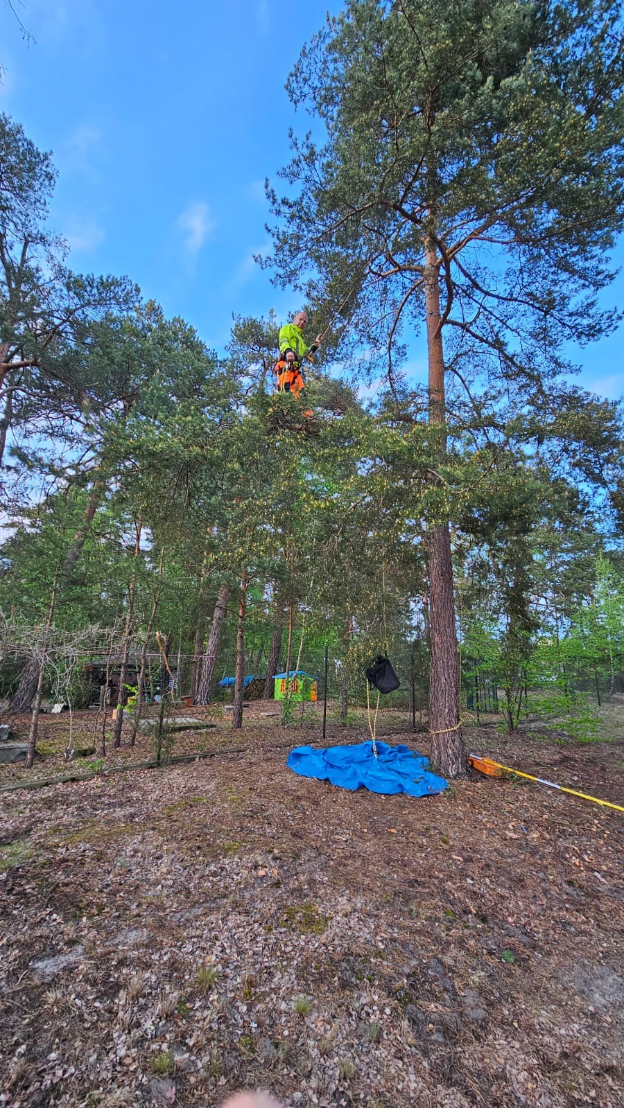 Arborysta w uprzęży, przycina gałęzie sosny na wysokości. Niebieska plandeka na ziemi. Widoczne narzędzia. Praca w lesie.