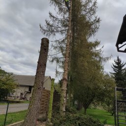 Drzewołazik Usługi Ogrodnicze Bartosz Nawojczyk - Mężczyzna w uprzęży i kasku na wysokiej sośnie w trakcie wykonywania prac, obok leży ścięty pień, a pod drzewem leżą gałęzie