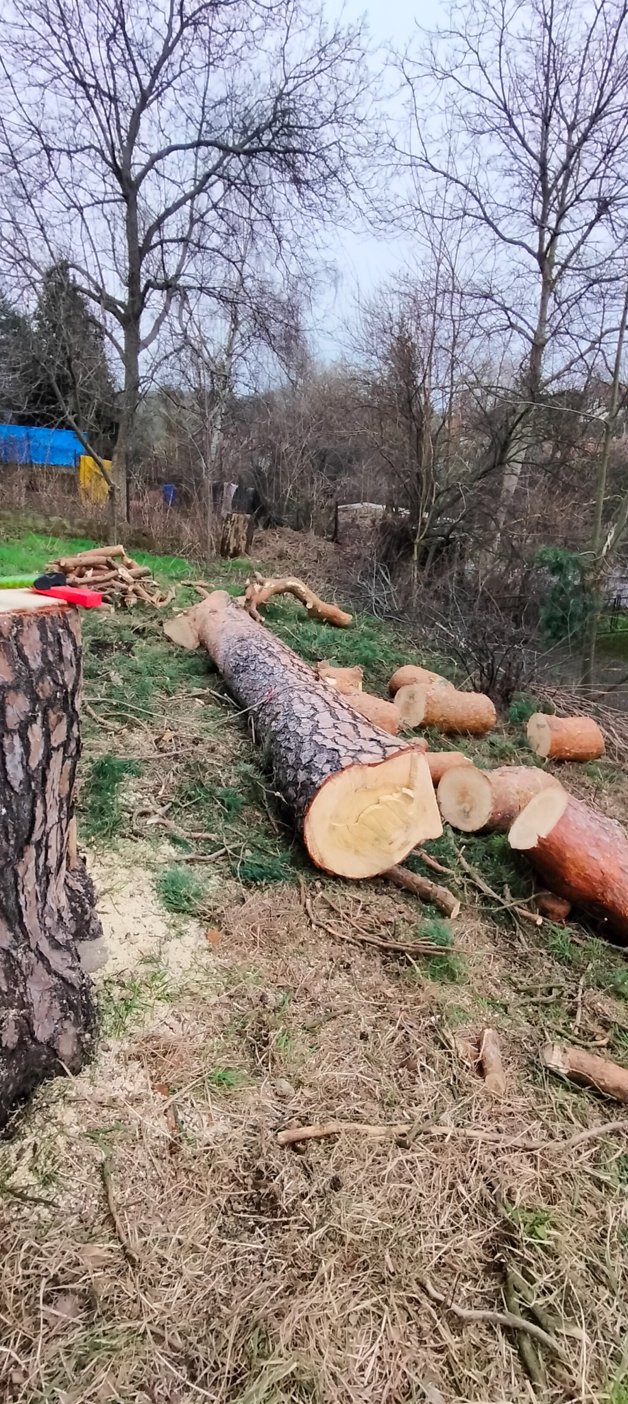 Świeżo ścięty pień sosny z widocznymi sękami i okrąglakami leżący na trawie, w tle budynki gospodarcze i drzewa bez liści.