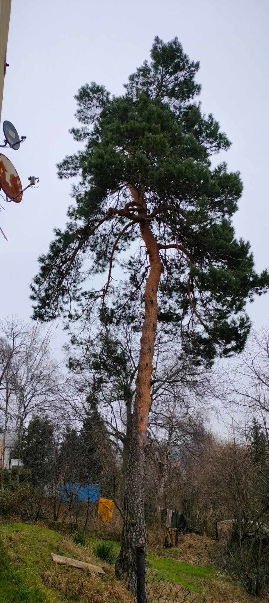 Wysoka sosna o wyraźnie brązowej korze w dolnej części pnia, z zieloną koroną na tle pochmurnego nieba, w tle widoczne drzewa bez liści i budynki.