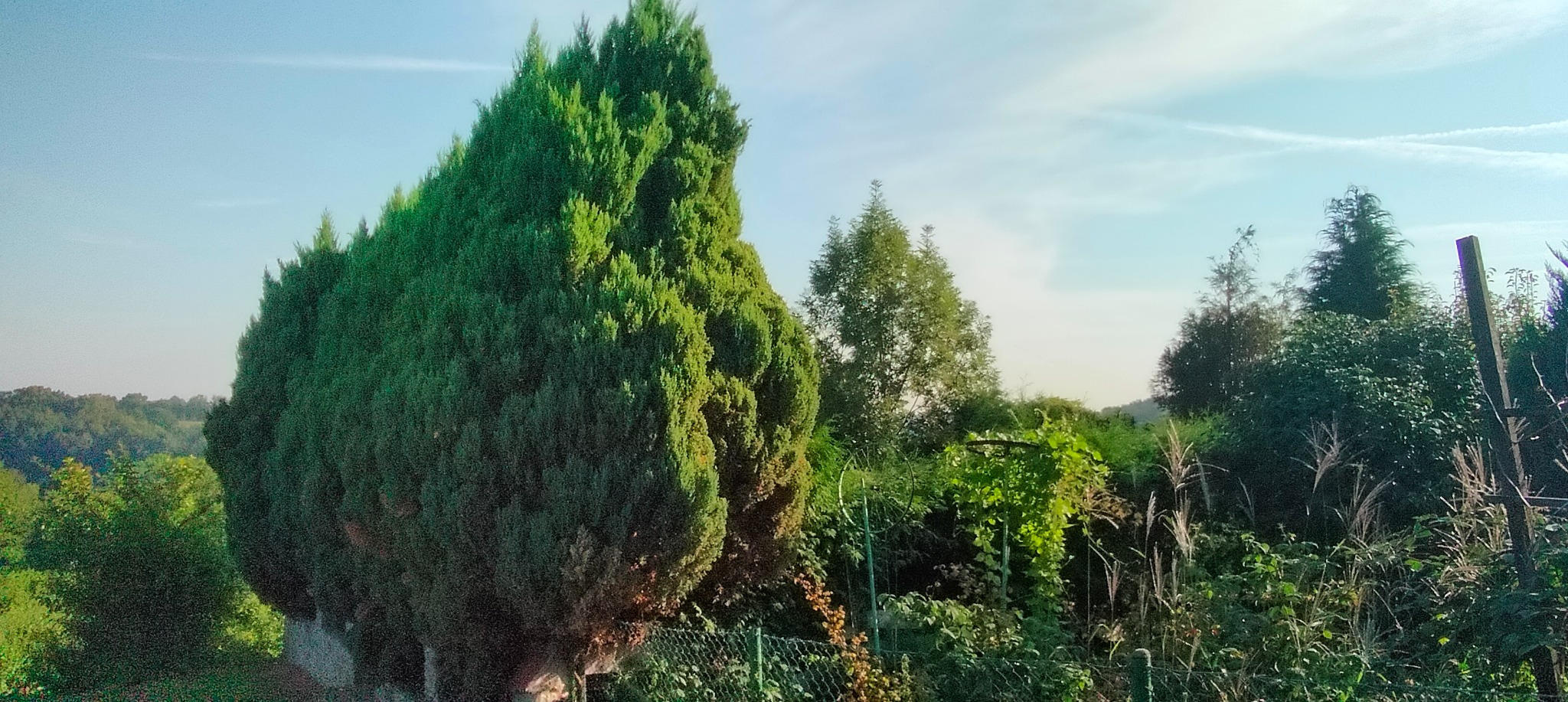Gęsty szpaler strzyżonych iglaków w ogrodzie, widok zza metalowej siatki ogrodzeniowej, na tle zalesionych wzgórz i błękitnego nieba z delikatnymi smugami chmur.