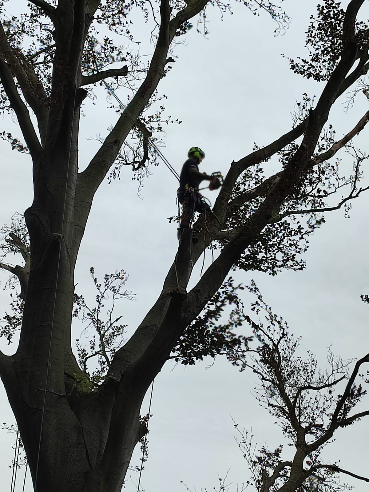 Arborysta z piłą łańcuchową, zabezpieczony linami, przycina gałęzie wysokiego drzewa o gładkiej korze na tle pochmurnego nieba.