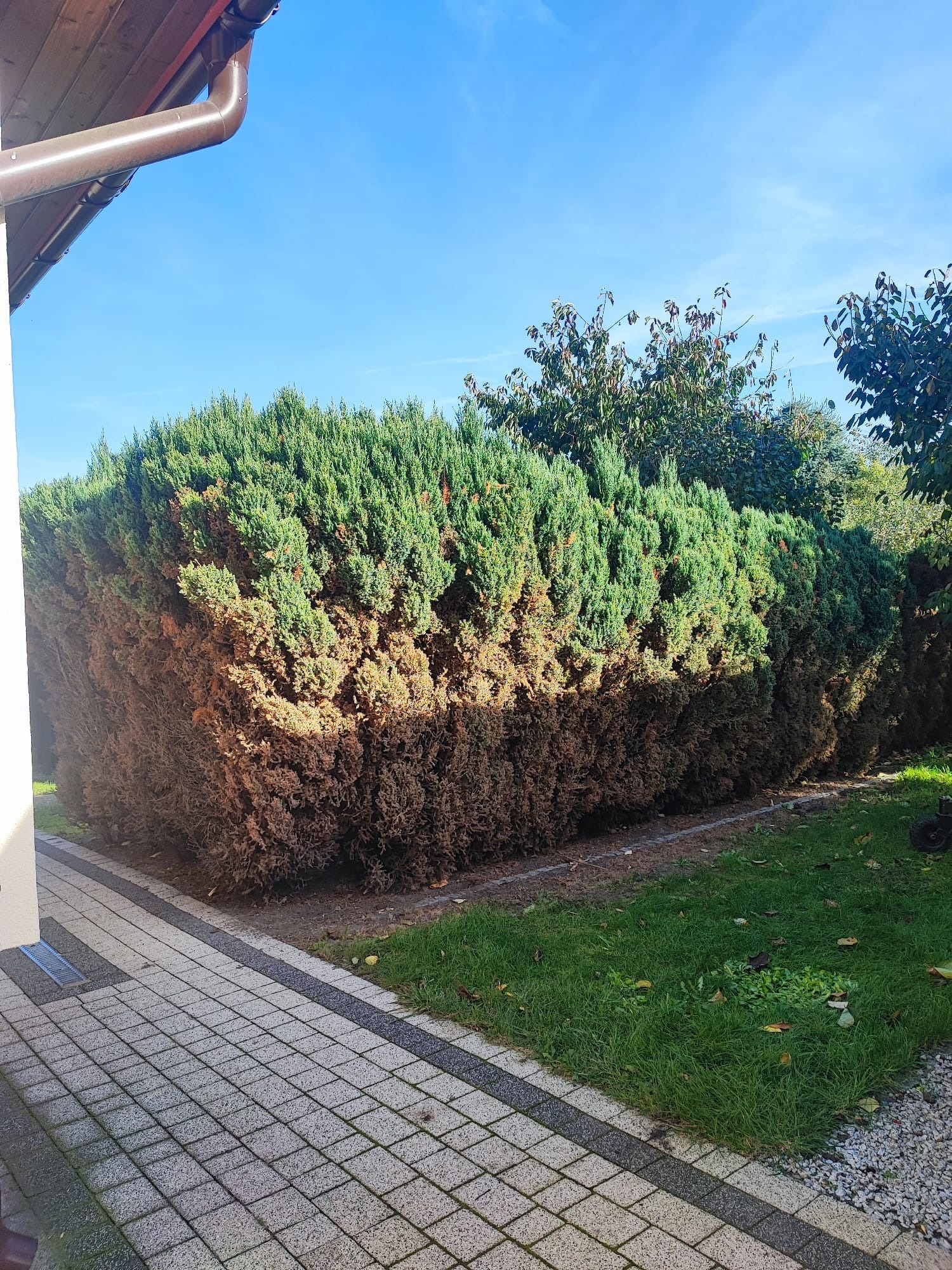 Krzew iglasty z widocznymi uschniętymi gałęziami od dołu, rosnący wzdłuż chodnika z kostki brukowej przy budynku.