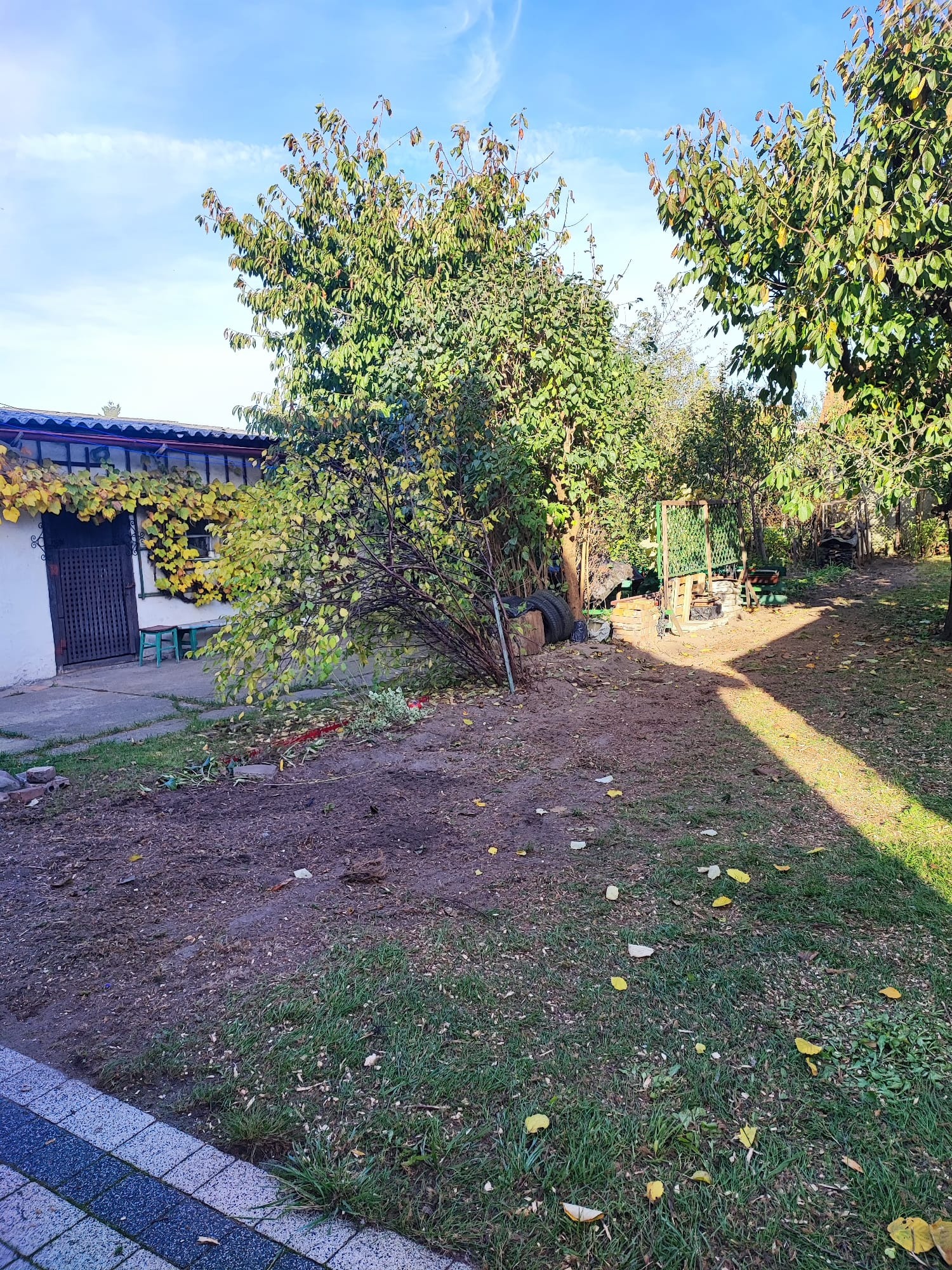 Ogród po zabiegach pielęgnacyjnych, widoczne ślady po cięciu gałęzi, liście na trawie i fragment budynku z pnączami.