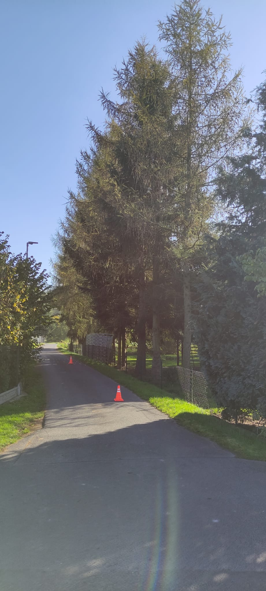 Droga z pomarańczowymi pachołkami prowadząca wzdłuż wysokich drzew iglastych, widoczne ogrodzenie z siatki.