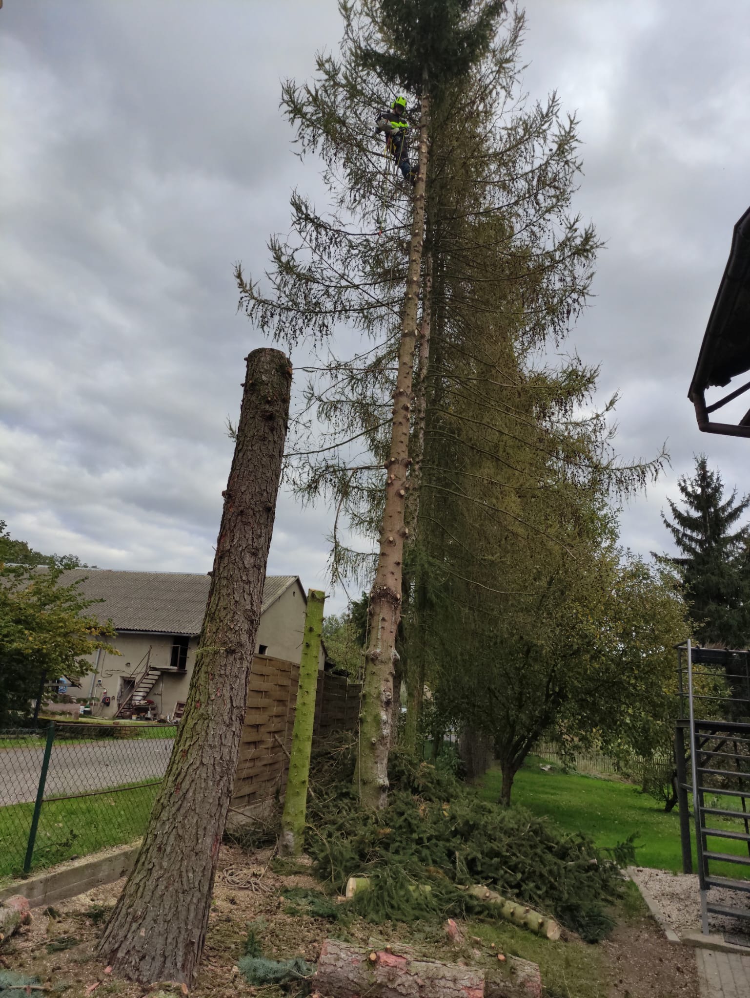 Mężczyzna w uprzęży i kasku na wysokiej sośnie w trakcie wykonywania prac, obok leży ścięty pień, a pod drzewem leżą gałęzie