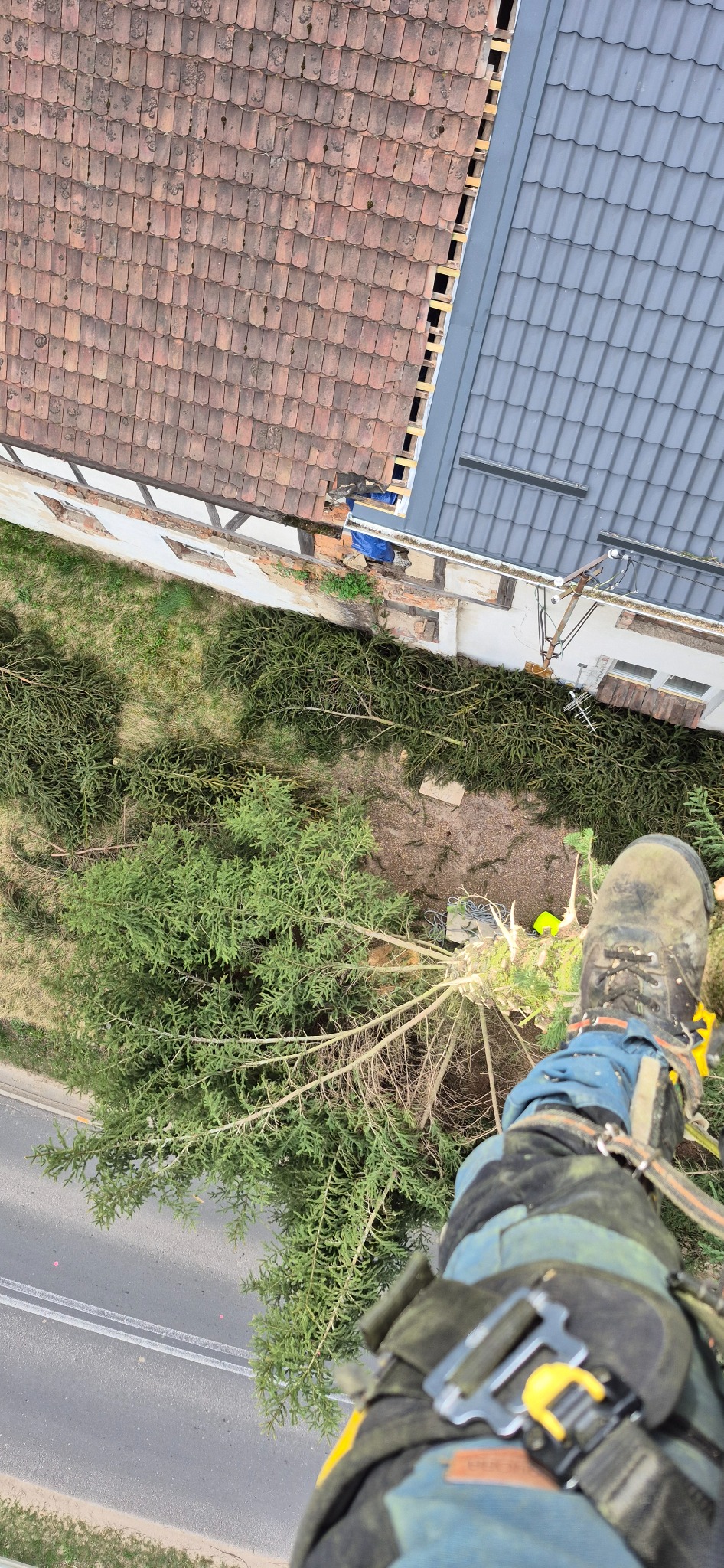 Widok z góry na ścięte drzewo iglaste leżące obok budynku z dachem z dachówki. Widoczna noga w bucie i uprzęży arborysty.