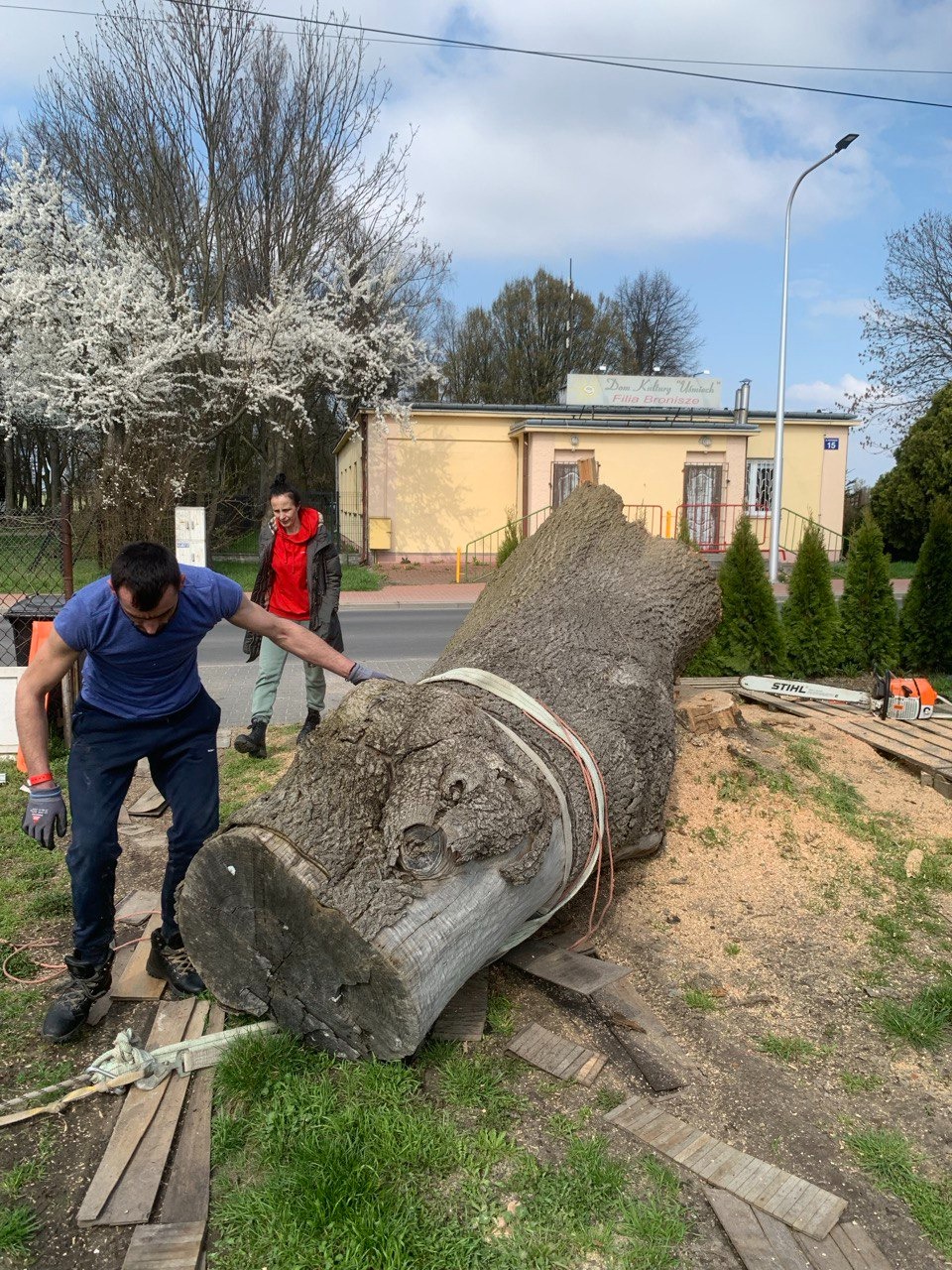 Mężczyzna w niebieskiej koszulce i rękawicach przygotowuje do transportu duży pień drzewa zabezpieczony pasami, obok stoi piła spalinowa STIHL, w tle budynek Domu Kultury.