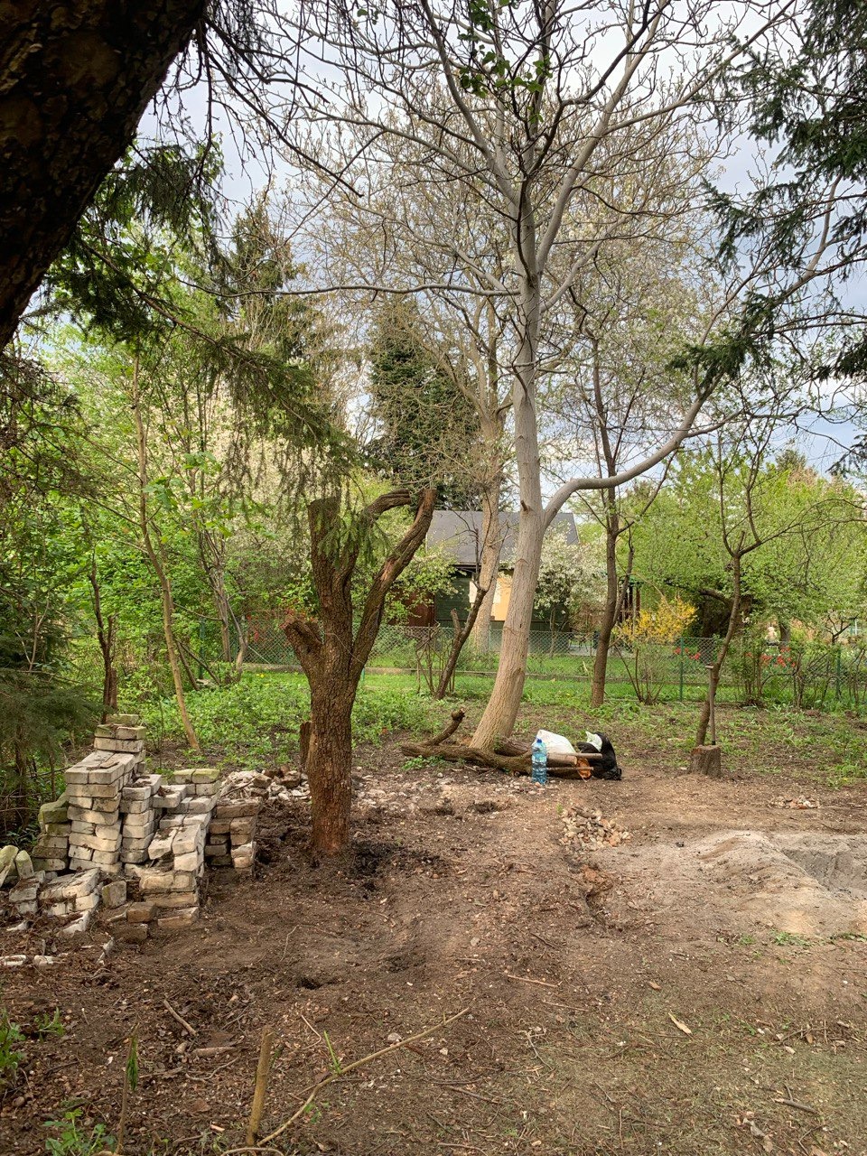 Fragment ogrodu po wycince drzewa, widoczny pień po ściętym drzewie, sterta cegieł, butelka wody i torba na ziemi, otoczenie zarośnięte drzewami i krzewami.