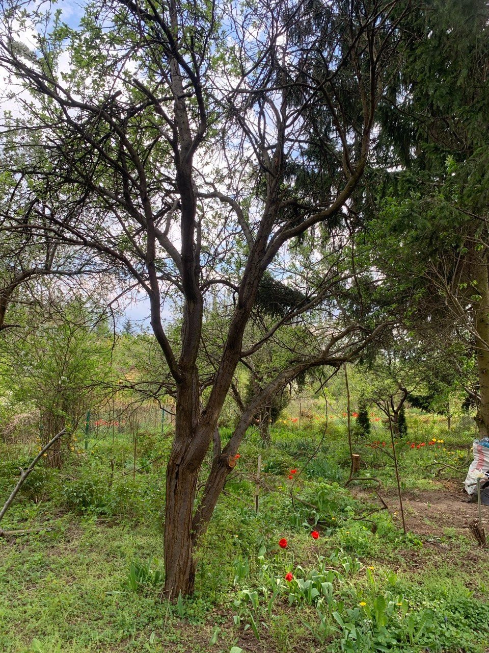 Ogród z drzewami owocowymi, świeżo przyciętymi gałęziami i kwitnącymi tulipanami na pierwszym planie.