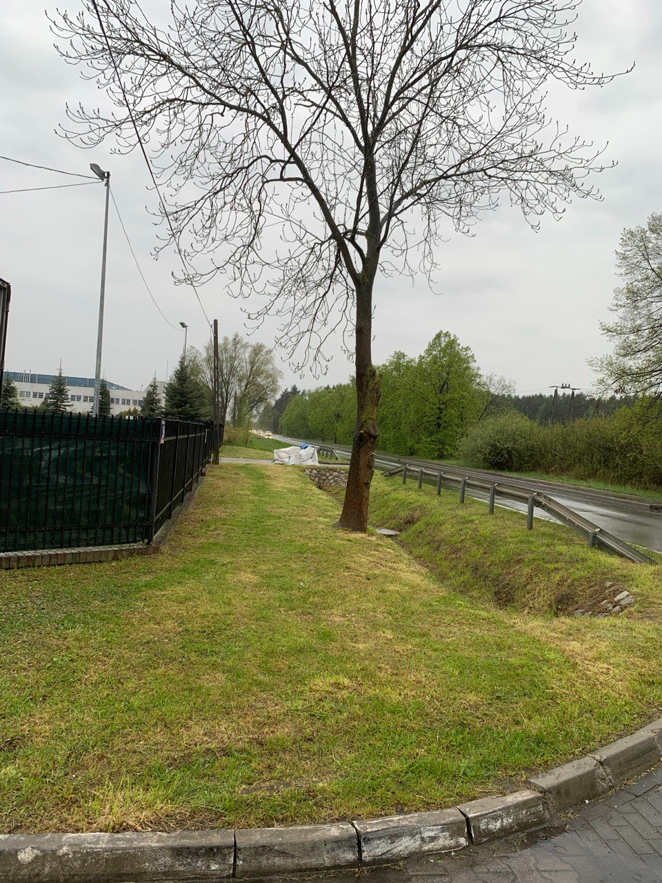 Przycięte drzewo z odrastającymi gałęziami na tle zielonego trawnika, widok z poziomu chodnika, pochmurny dzień.