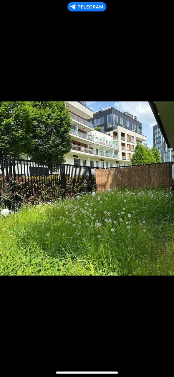 Zarośnięty trawnik z dmuchawcami przed nowoczesnym budynkiem mieszkalnym, ogrodzony czarnym metalowym płotem i bambusową matą.