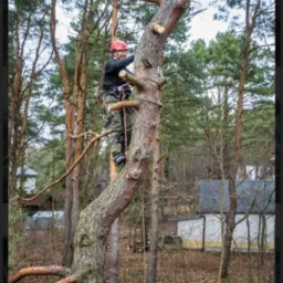 Arborysta w czerwonym kasku, zabezpieczony linami, przycina gałęzie wysokiego drzewa w lesie, widoczne świeże cięcia na pniu.
