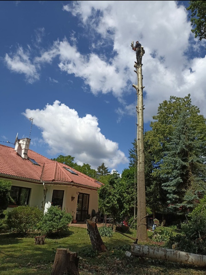 Arborysta na szczycie wysokiego, ogołoconego z gałęzi drzewa, zabezpieczony liną, w tle dom z czerwoną dachówką i błękitne niebo z obłokami, na trawniku leżą ścięte fragmenty pnia.