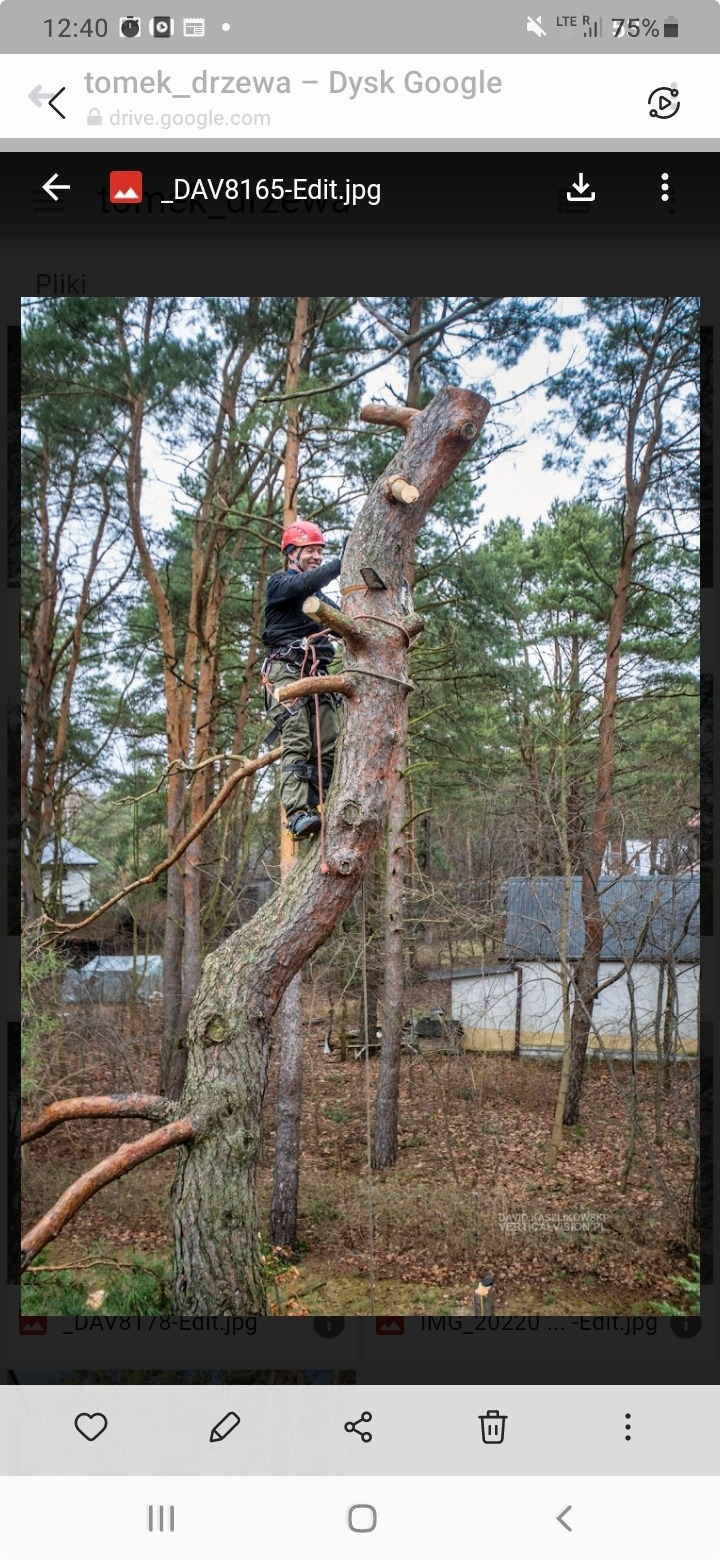 Arborysta w czerwonym kasku, zabezpieczony linami, przycina gałęzie wysokiego drzewa w lesie, widoczne świeże cięcia na pniu.
