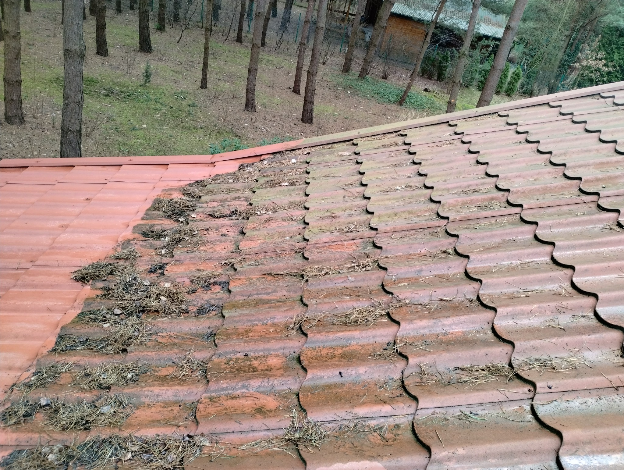 Częściowo oczyszczony, pomarańczowy dach z dachówki ceramicznej, pokryty igliwiem i mchem, z widocznym fragmentem lasu w tle.