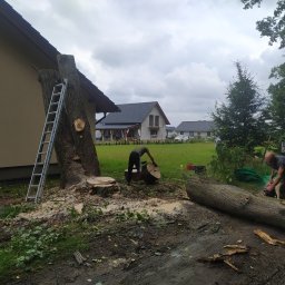 Drzewiarz - Wyjątkowe Odchwaszczanie Krosno Odrzańskie
