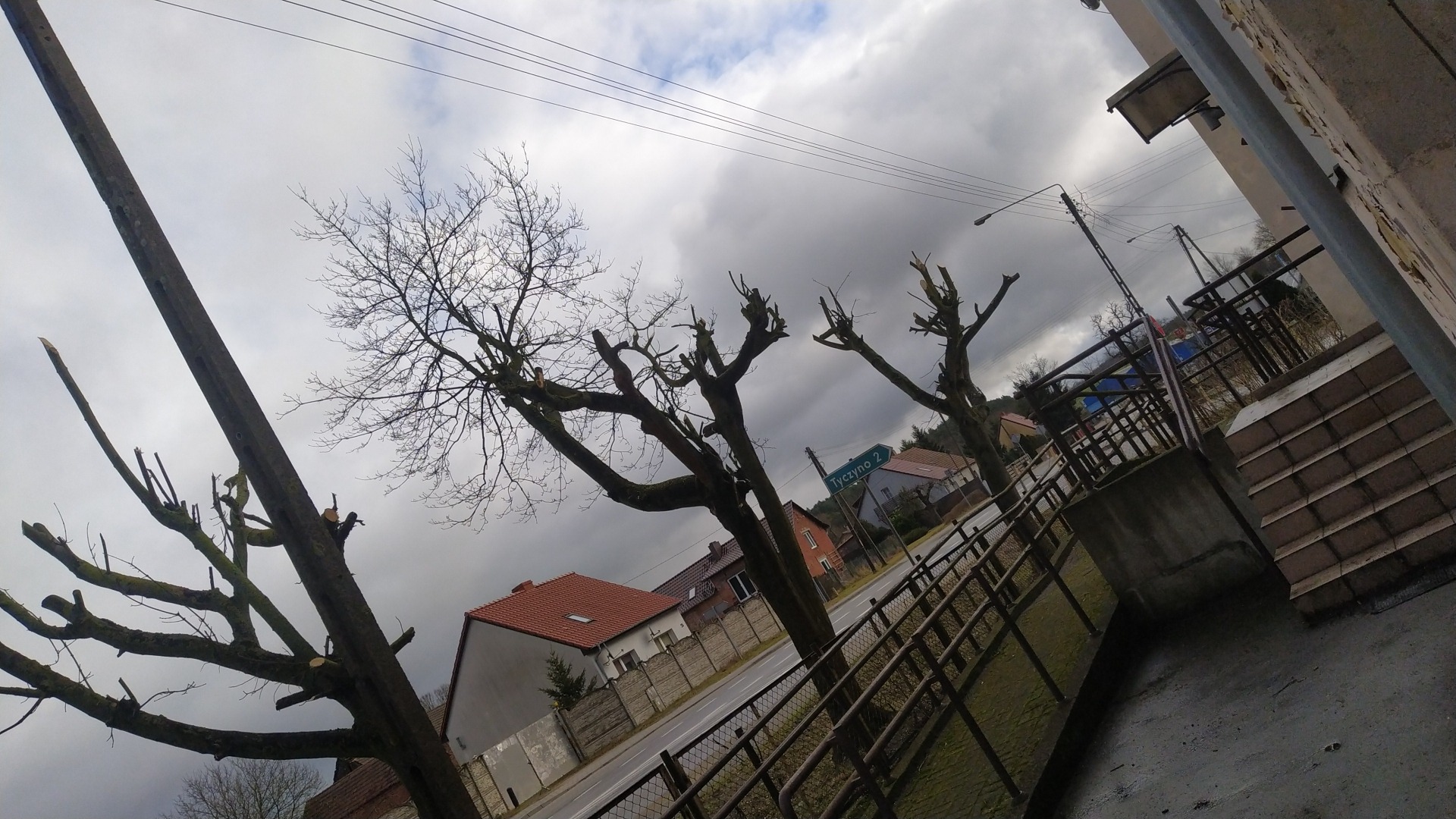 Przycięte drzewa przydrożne w pochmurny dzień, widoczne ślady po cięciach, fragment ulicy i zabudowań mieszkalnych w tle.