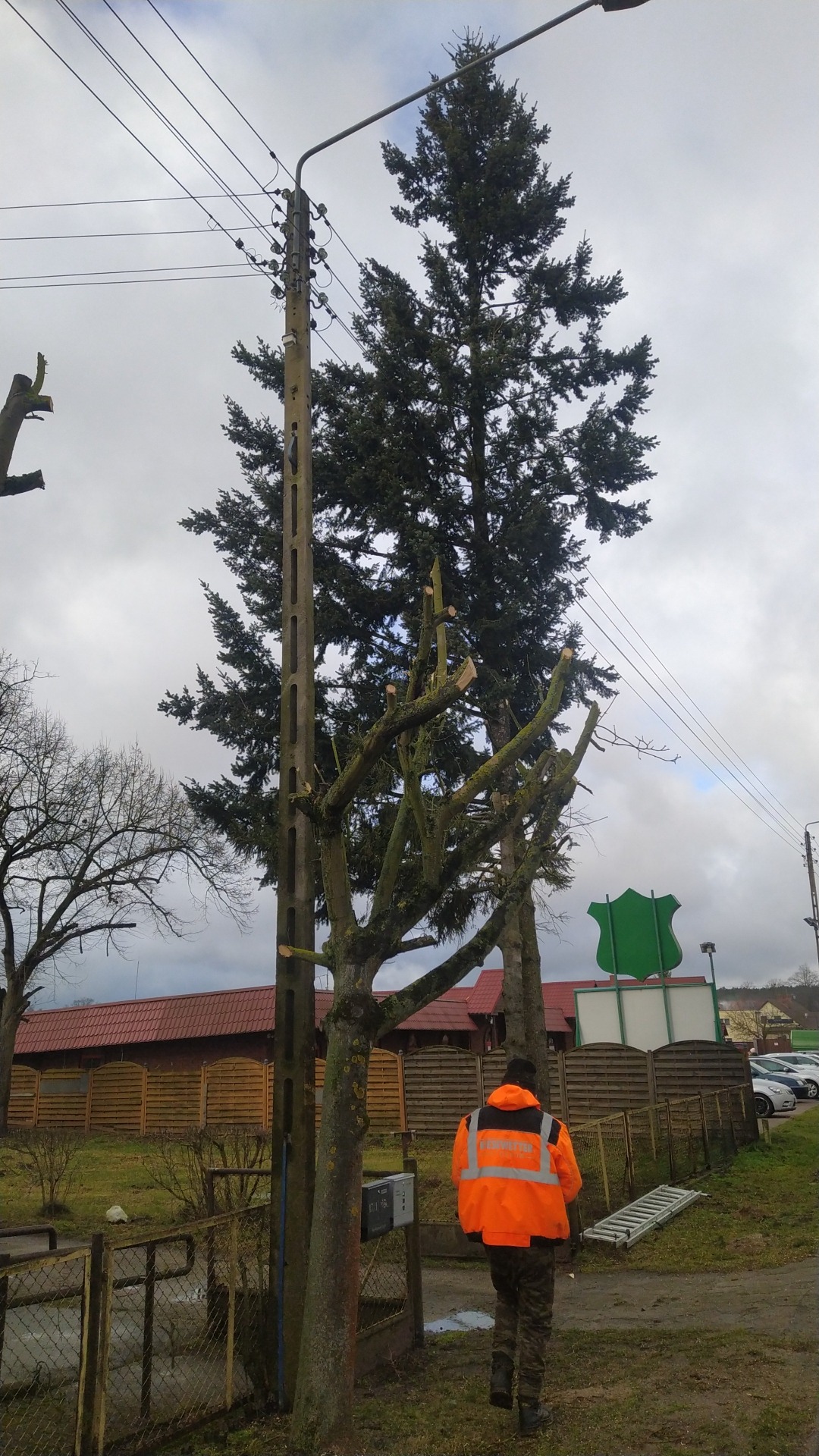 Pracownik w pomarańczowej kamizelce idzie w kierunku drzewa po częściowym cięciu gałęzi, obok słup elektryczny i drabina, widoczne budynki w tle.